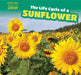 The Life Cycle of a Sunflower by Bonnie Phelps