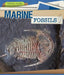 Marine Fossils by Heather Moore Niver