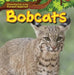 Bobcats by Caitie McAneney