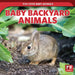 Baby Backyard Animals by Rachael Morlock