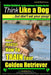 Golden Retriever, Golden Retriever Training AAA AKC Think Like a Dog, but don': Here's EXACTLY How to TRAIN Your Golden Retriever by Paul Allen Pearce