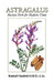 Astragalus: Ancient Herb for Modern Times by Kimball Chatfield
