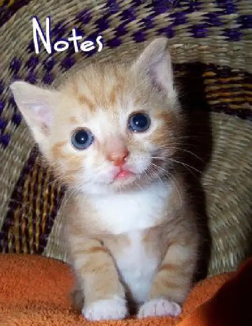 Notes: Kitten by Marian Blake