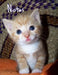 Notes: Kitten by Marian Blake