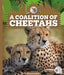A Coalition of Cheetahs by Kelley Barth