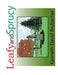 Leafy and Sprucy by Kenneth David Brubacher