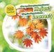 ¿Por Qué Las Plantas Tienen Hojas? / Why Do Plants Have Leaves? by Celeste Bishop