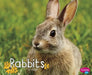 Rabbits by G. G. Lake
