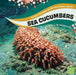 Sea Cucumbers by Jody S. Rake