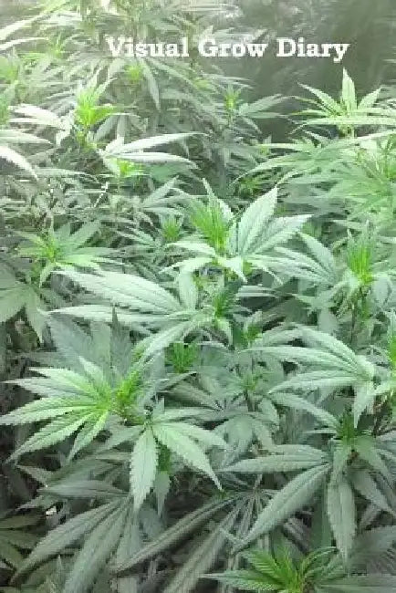 Visual Grow Diary by P. Magnus