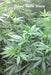 Visual Grow Diary by P. Magnus
