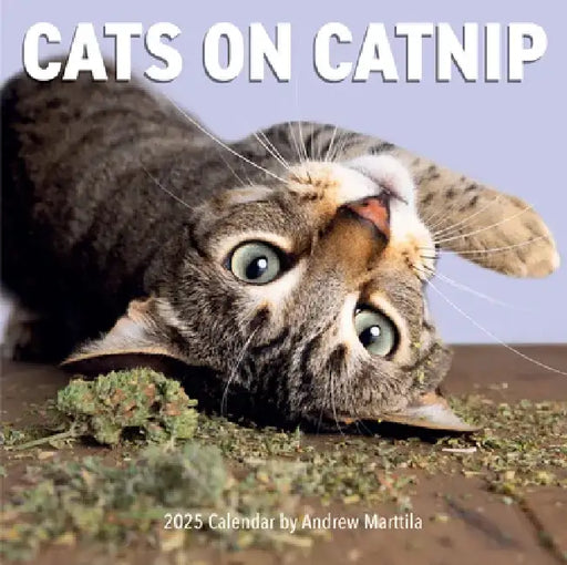 Cats on Catnip Wall Calendar 2025 by Andrew Marttila