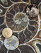 Fossils and Life Evolution by Georgescu M. Dan