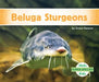 Beluga Sturgeons by Grace Hansen