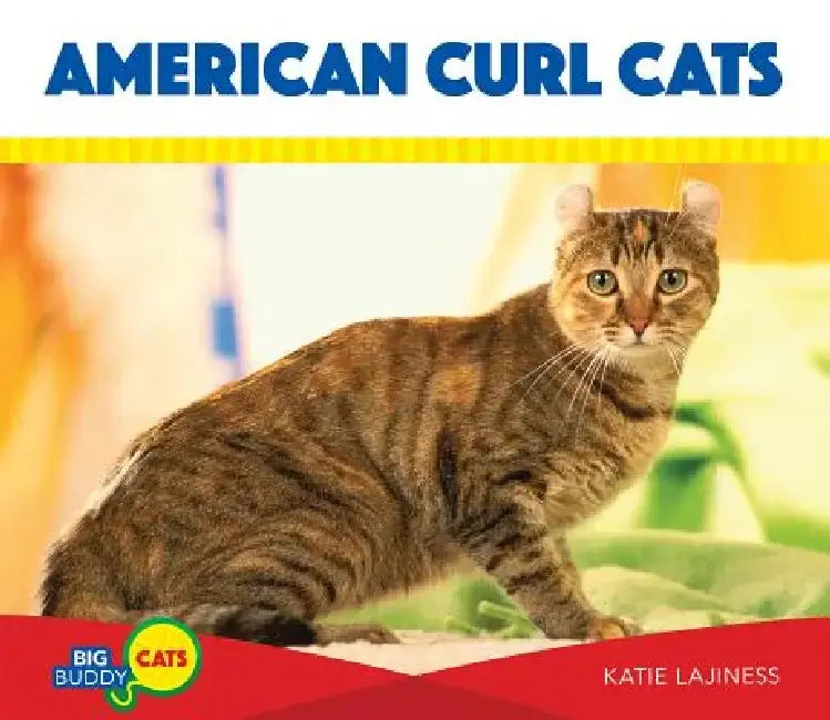 American Curl Cats by Katie Lajiness