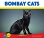 Bombay Cats by Katie Lajiness