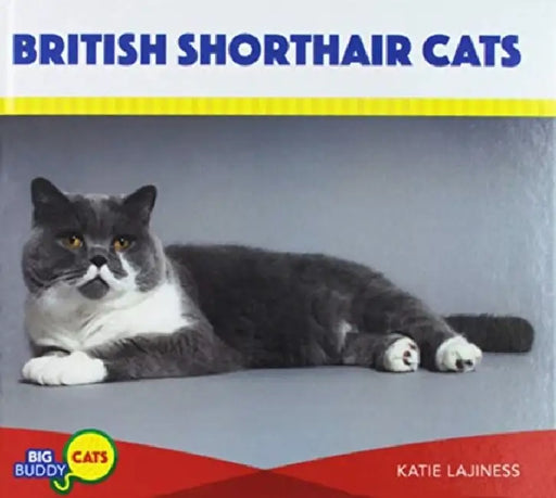 British Shorthair Cats by Katie Lajiness