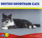British Shorthair Cats by Katie Lajiness