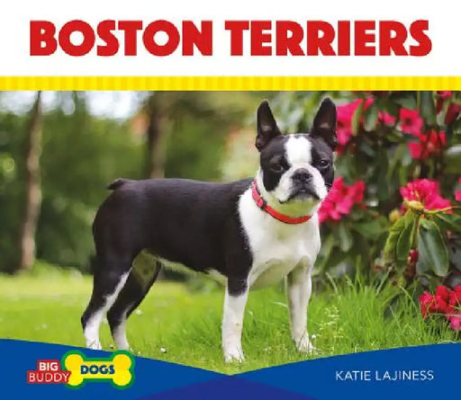Boston Terriers by Katie Lajiness