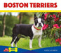 Boston Terriers by Katie Lajiness