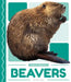 Beavers by Matt Lilley