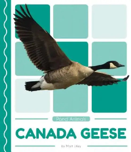 Canada Geese by Matt Lilley