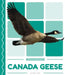 Canada Geese by Matt Lilley