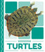 Turtles by Meg Gaertner