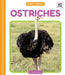 Ostriches by Martha London