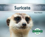 Suricata (Meerkat) by Grace Hansen