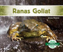 Ranas Goliat (Goliath Frogs) by Grace Hansen