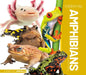 Essential Amphibians by Marie Pearson