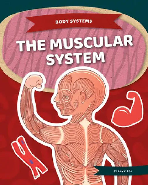 Muscular System by Amy C. Rea