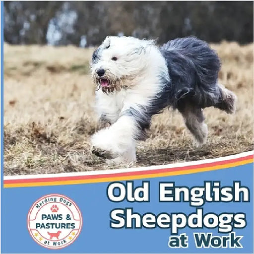Old English Sheepdogs at Work by Lakes, Sabrina
