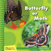Butterfly or Moth by Tamra B. Orr