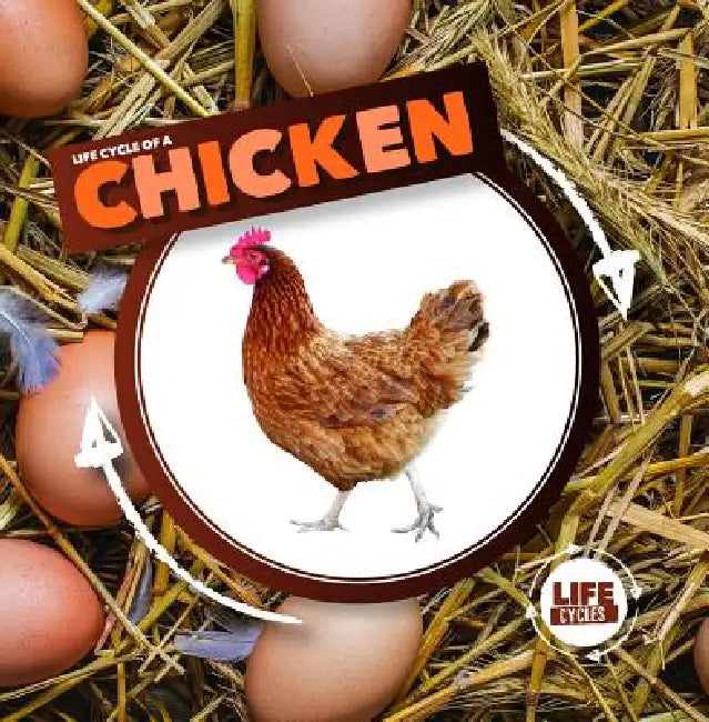 Life Cycle of a Chicken by Kirsty Holmes