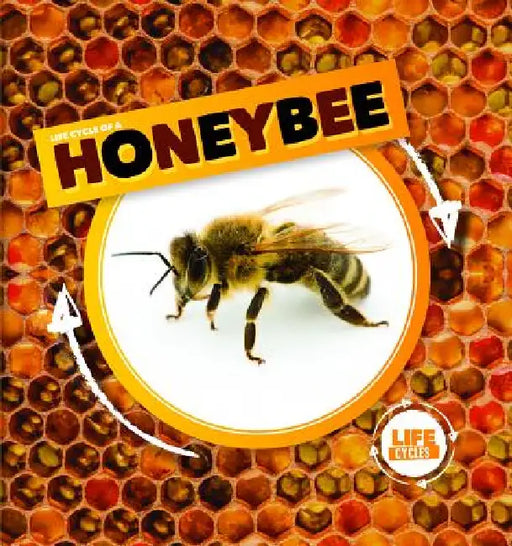 Life Cycle of a Honeybee by Kirsty Holmes