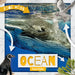 Ocean Food Webs by William Anthony