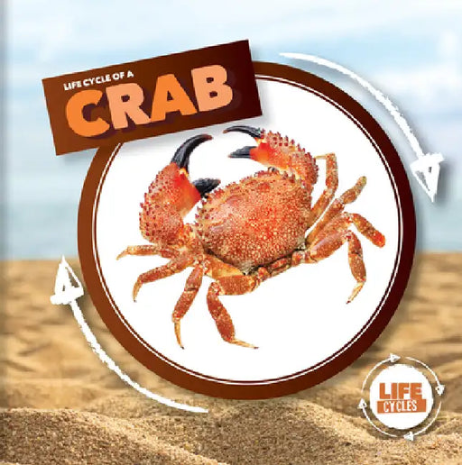 Life Cycle of a Crab by Kirsty Holmes