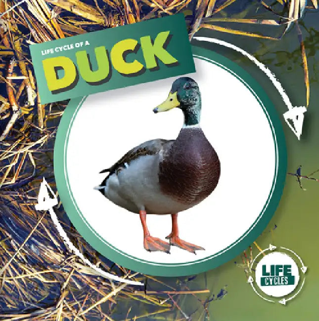 Life Cycle of a Duck by Kirsty Holmes