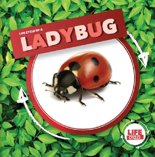 Life Cycle of a Ladybug by Kirsty Holmes