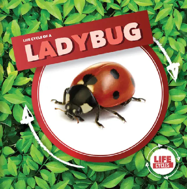 Life Cycle of a Ladybug by Kirsty Holmes