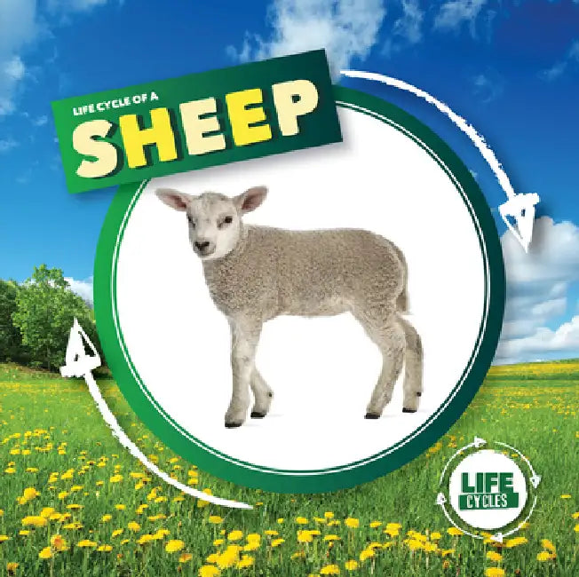 Life Cycle of a Sheep by Kirsty Holmes