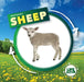 Life Cycle of a Sheep by Kirsty Holmes