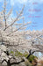 108 haikus olor a sakura by Gracia, Silvia