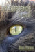 Transference by Ellen Metter
