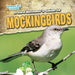 A Bird Watcher's Guide to Mockingbirds by Aife Arnim