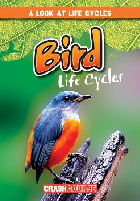 Bird Life Cycles by Bray Jacobson