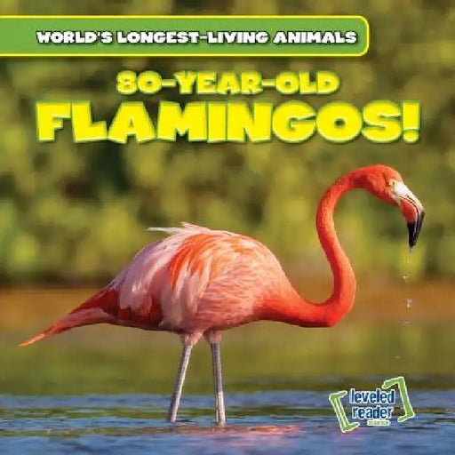 80-Year-Old Flamingos! by Joni Kelly