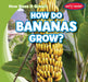How Do Bananas Grow? by Kathleen Connors